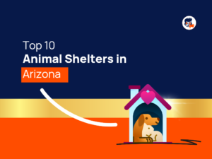 Top Animal Shelters Arizona
