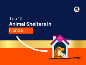 Top Animal Shelters Florida