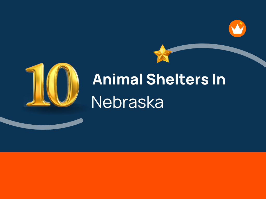 top-10-animal-shelters-in-nebraska-themktgboy