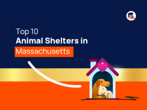 Top Animal Shelters Massachusetts