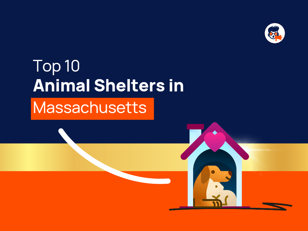 top-10-animal-shelters-in-massachusetts-themktgboy