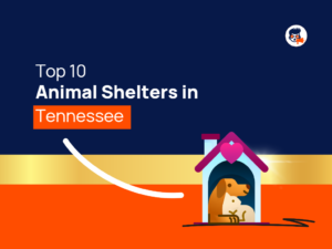 Top Animal Shelters Tennessee