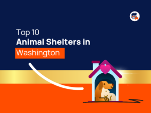 Top Animal Shelters Washington