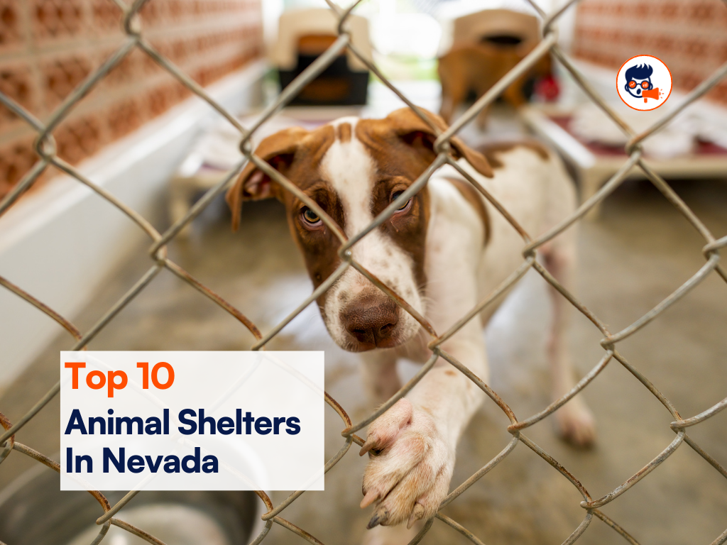 Nevada Animal Shelters Most Adorable Pets Waiting for Homes